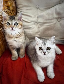 Zuckersüße BKH Kitten suchen ein liebevolles Zuhause - Rostock Schmarl
