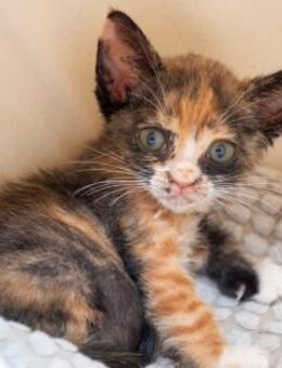 Casi- Katzenbaby sucht bessere Zukunft - Bad Camberg