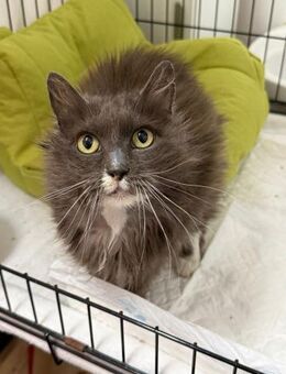 Perserprinzessin PomPom sucht Familie - Bad Camberg