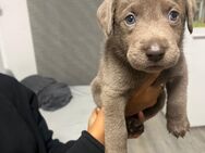 Reinrassigen Labrador suchen neue zuhause - Bonn