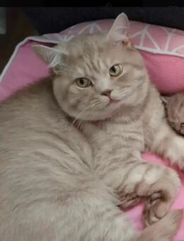 BKH Katzen suchen neues Zuhause - Wesseling