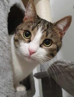 💓Viorel ein liebes Katerchen💓 - Eislingen (Fils)