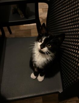 Ein süße Kitten abzugeben! - Duisburg
