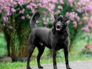 Persik❤️sucht liebevolles Zuhause - Rott (Inn)
