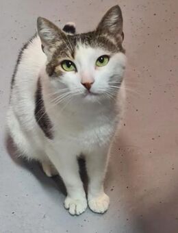 Gris Glückkatze sucht glückliche Familie - Unterföhring