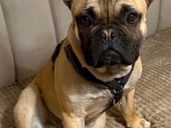 Französische Bulldogge rüde - Oberhausen