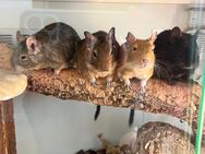 4 liebevolle Degus suchen ein neues Zuhause - Koblenz