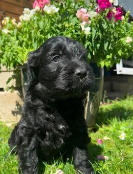Goldendoodle Welpen F1 - Groß Umstadt