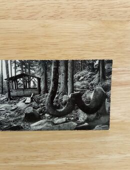 Ansichtskarte-AK-930-Braunlage /Oberharz. Kamelfichte - Nörvenich