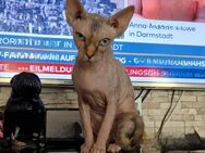 Sphynx Katze Sucht neues Zuhause Mädchen - Lüneburg