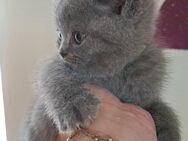 Wunderschöne reinrassige BKH Kitten mit STAMMBAUM - Bodenwöhr