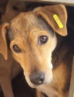 Stella-liebe Hundeseele-5 Jahre-45 cm - Rösrath