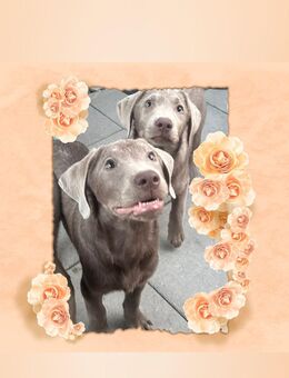 Reinrassige Labrador welpen mit Papieren - Ingolstadt