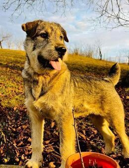 Kiwi - Kerl mit großem Charme - Tettau (Bayern)