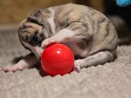 Whippet Rüde sucht ein wunderschönes Zuhause - Bad Belzig