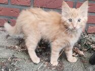Katzenbabys / Kitten abzugeben - Wettrup