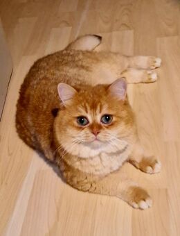 BKH Deckkater mit Stammbaum - Wiesbaden Erbenheim