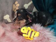 ❤️❤️ Zauberhafte Chihuahua Pinscher Mix Fluffy Welpen ❤️❤️ - Marienberg