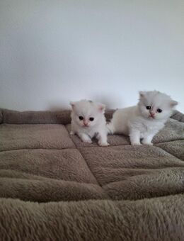 Perser Kitten - Geisenhausen