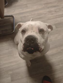 🐶 Amerikanische Bulldogge (5 Jahre) – erfahrene Familie gesucht - Forchtenberg