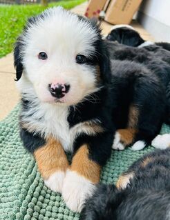 Welpen Border Collie / Berner Sennen / Appenzeller / Australian Sheperd