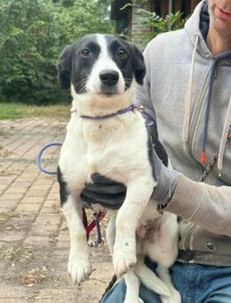 Alma wartet auf ihre Menschen - Nordwalde