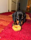 Wunderschöne Dackel-Hündin in 06124