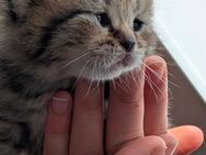 BKH Britisch Kurzhaar Kitten - Lindau (Bodensee)
