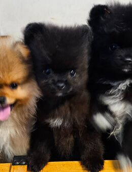 Pomeranian / Zwergspitz Welpe suchen ein Zuhause - Wiesau