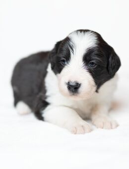 Border Collie Welpen - Krayenberggemeinde