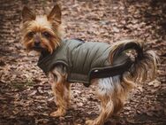 Yorkshire Terrier Hündin sucht ein liebevolles Zuhause - Neuenhagen (Berlin)