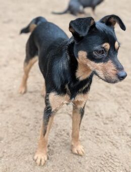 Jade, bildhübsches Mischlingsgmädchen - Remagen