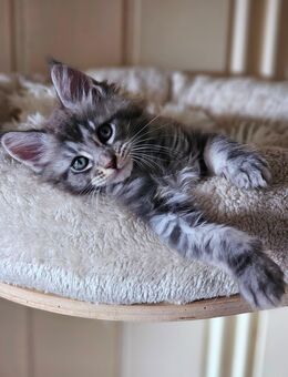 XXL Mainecoon kitten kater - Rheine