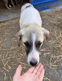 sensibler Hagrid sucht - Kallmünz