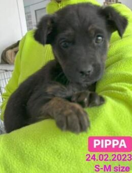 liebe Pippa leidet im rumänisc. Tierheim - Abensberg