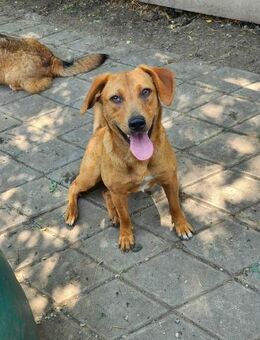 SHARAI ♥ - gerettet von der Straße - Uetze