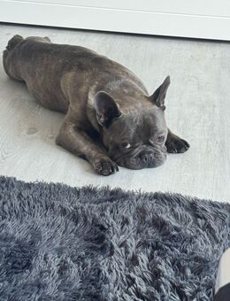 Französische Bulldogge - Gelsenkirchen