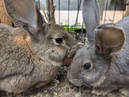 Stallhase Hase Kaninchen - Neuhausen (Fildern)