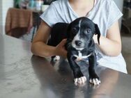 Shakira ❤️ Schutzgebühr 500 Euro - Burgsinn