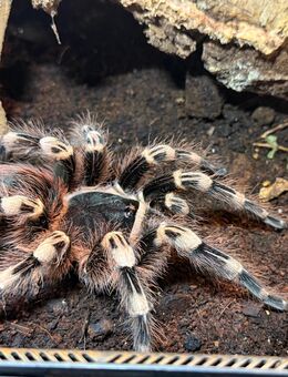 Vogelspinne Zu verkaufen - Mindelheim