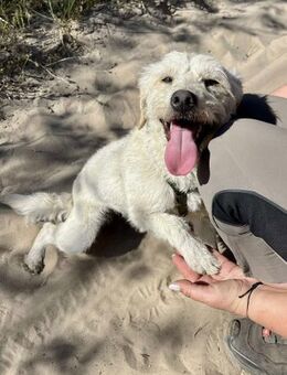 Bonnie sucht ein Zuhause - Elsenfeld