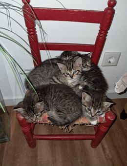 BKH Mix Kitten - Dinslaken