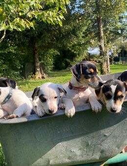 Jack Russell Terrier Welpen – Abgabe ab Ende Oktober in liebevolle Hände 🐾 - Saarbrücken