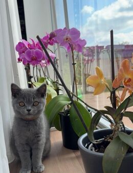 Britisch Kurzhaar Kitten Männlich - Remscheid