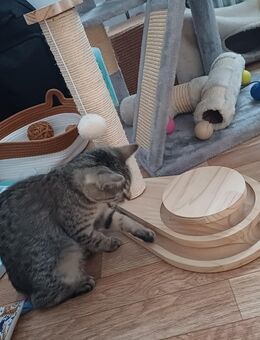 6 Monate Kätzchen (W) als Zweitkatze abzugeben - Werdohl