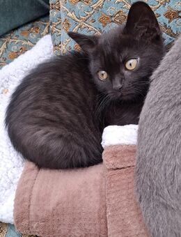 Kleiner BKH sucht ein neues Zuhause - Bochum Gerthe