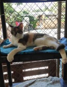 Glückskatze Flora sucht DICH! - Walluf