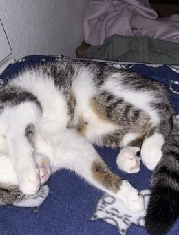 EKH Katze zu verkaufen - Aschersleben