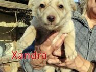 XANDRA ❤sucht Zuhause oder Pflegestelle - Langenhagen