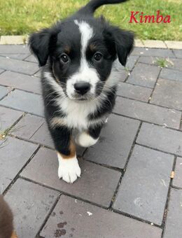 Australian Sheperd Welpen - Hamburg Hamburg-Mitte